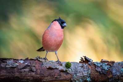 a small bird perched on a tree branch