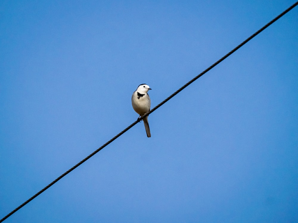 a bird sitting on top of a power line