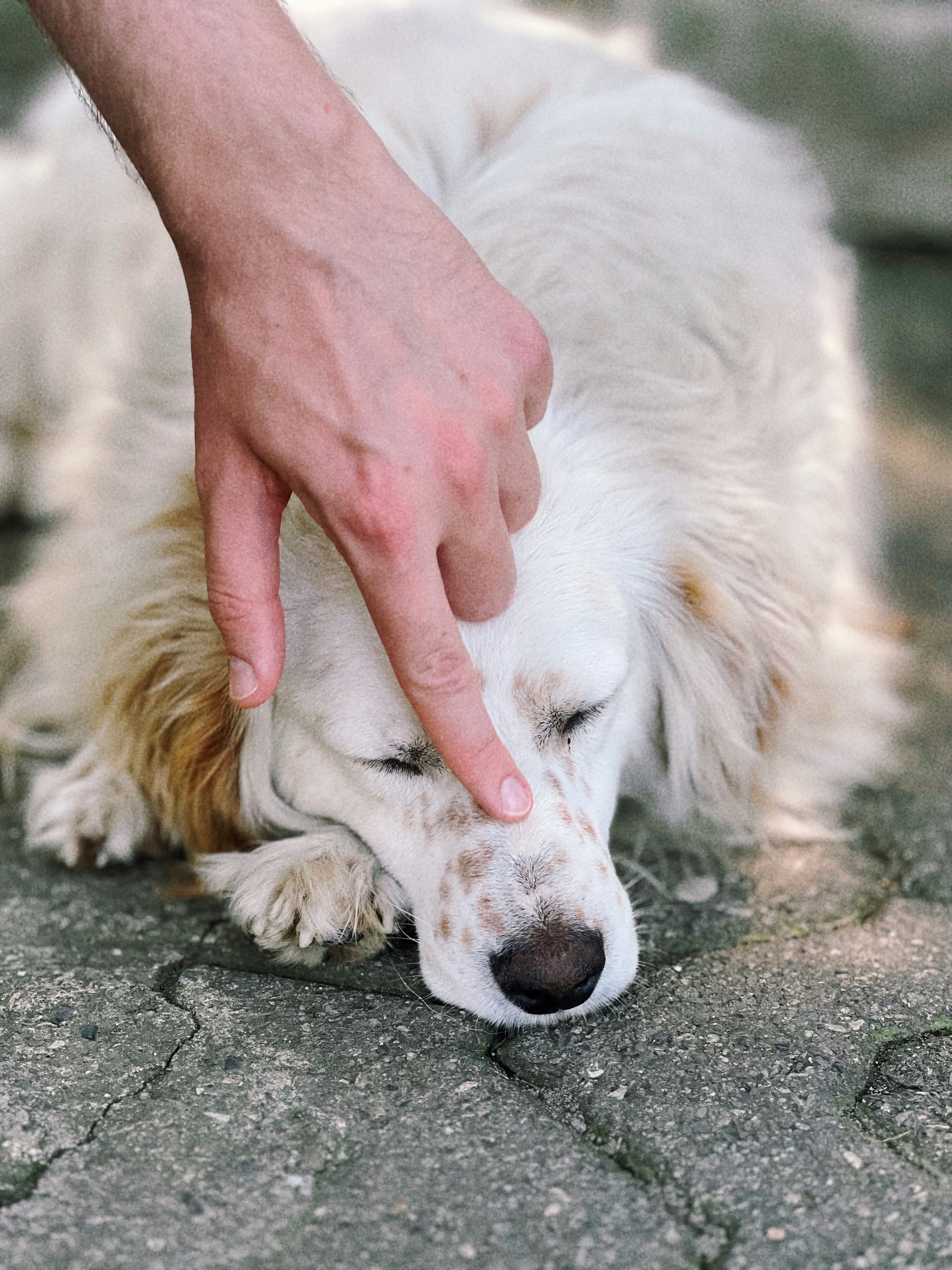 dog nail trimming