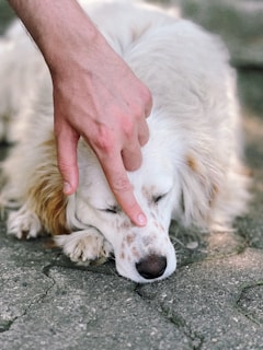 a white and brown dog laying on top of a sidewalk