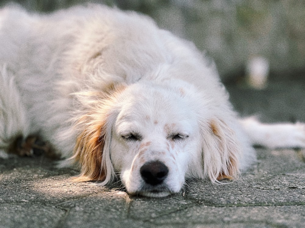 a large white dog laying on top of a sidewalk