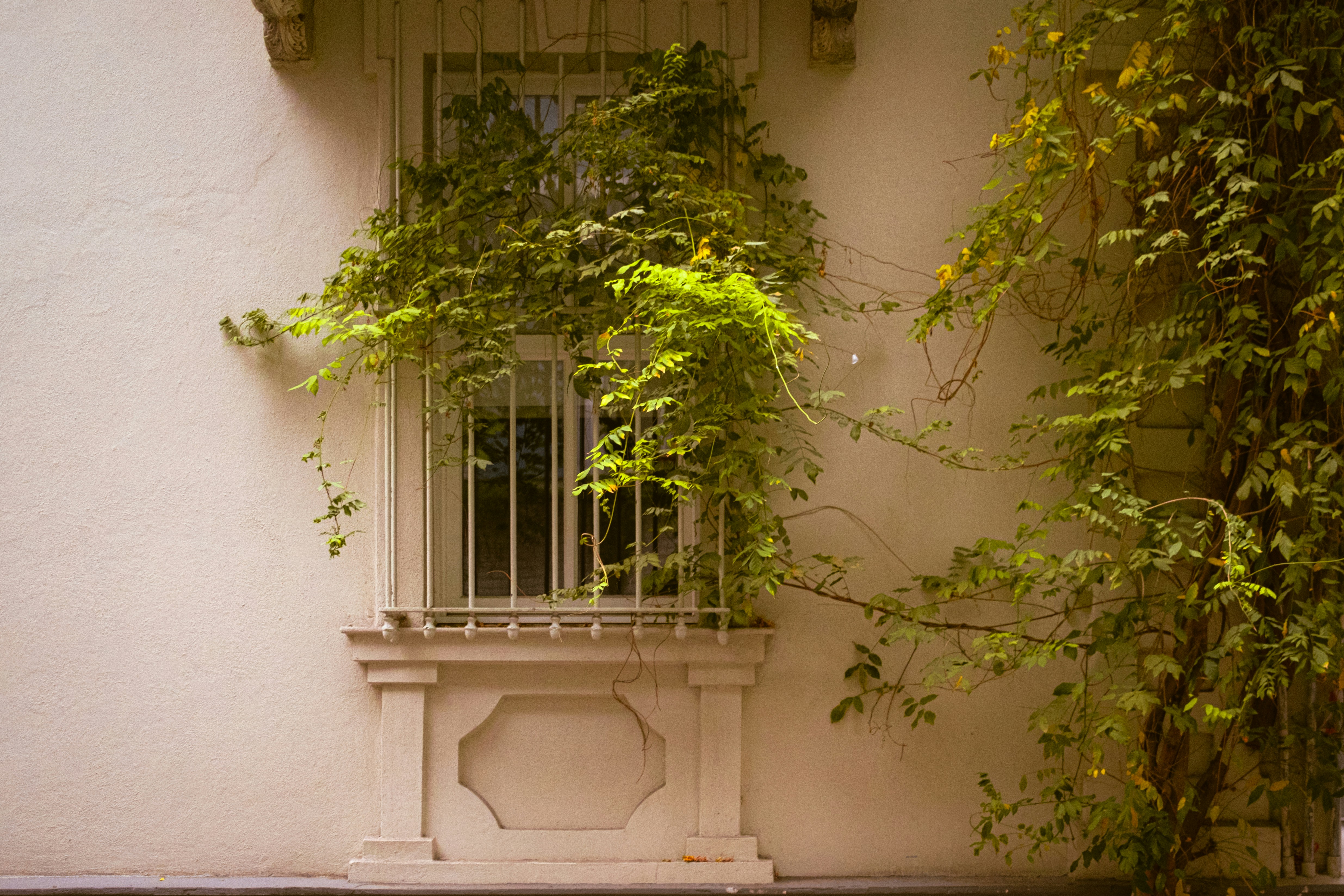 a white building with a window and a plant growing out of it