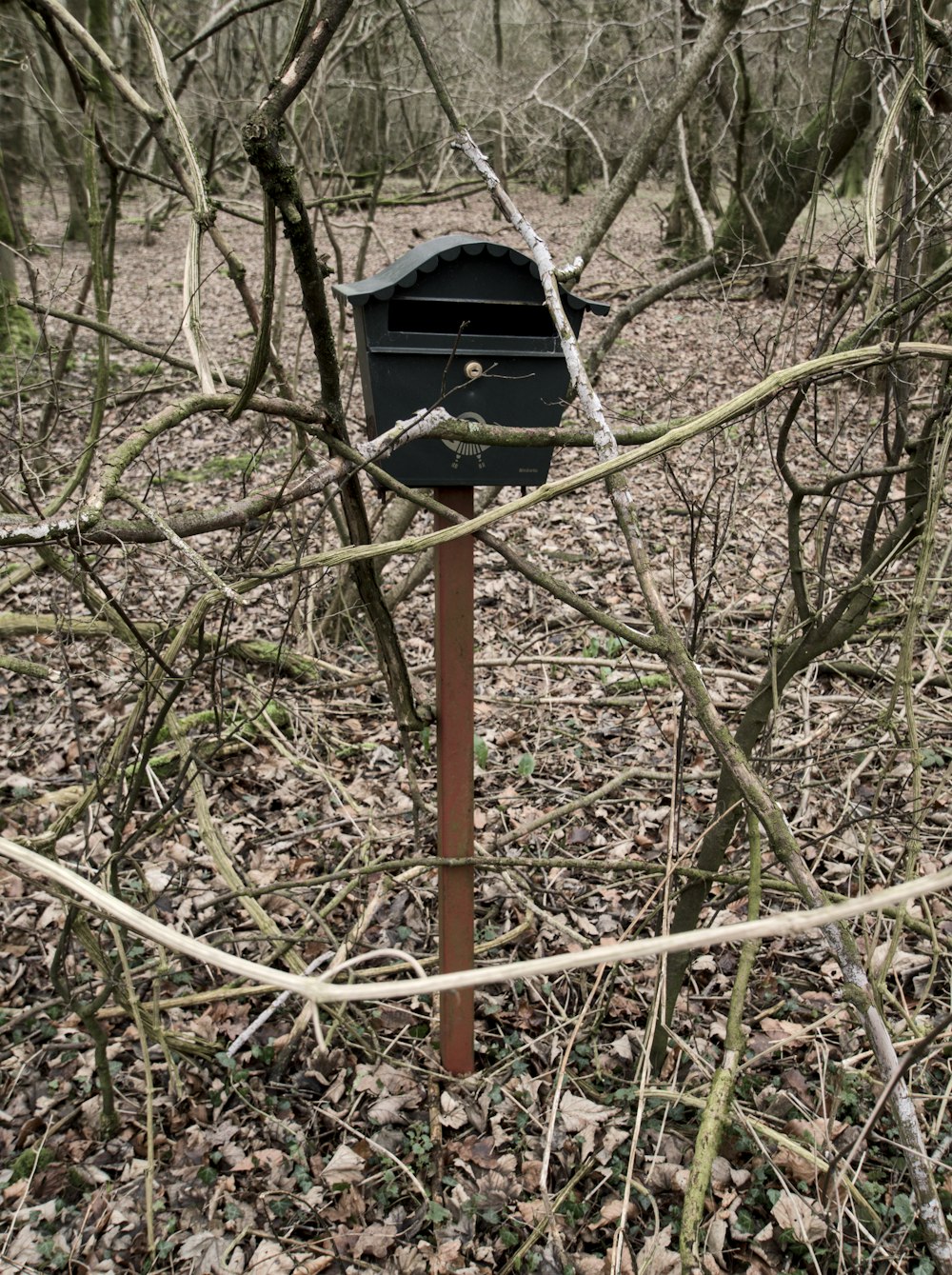 a mailbox sitting in the middle of a forest