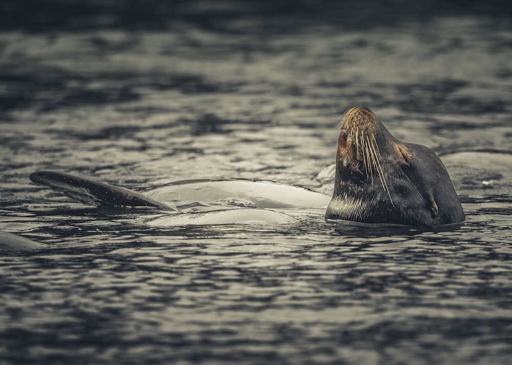 a seal is swimming in the water with its head above the water
