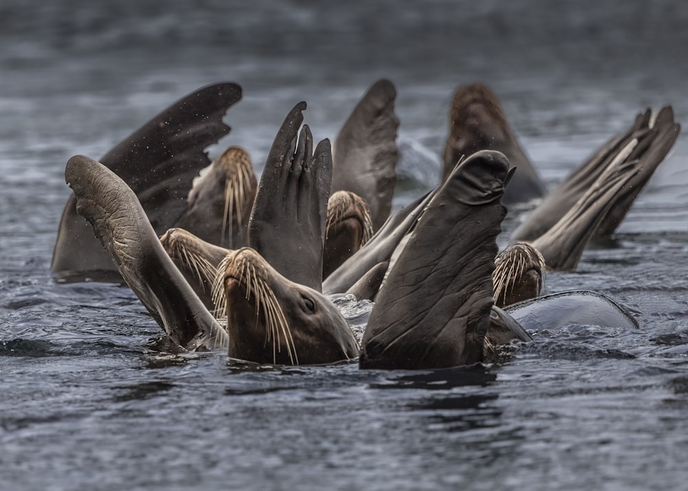 a group of seagulls swimming in a body of water