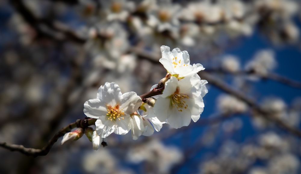 a branch of a tree with white flowers