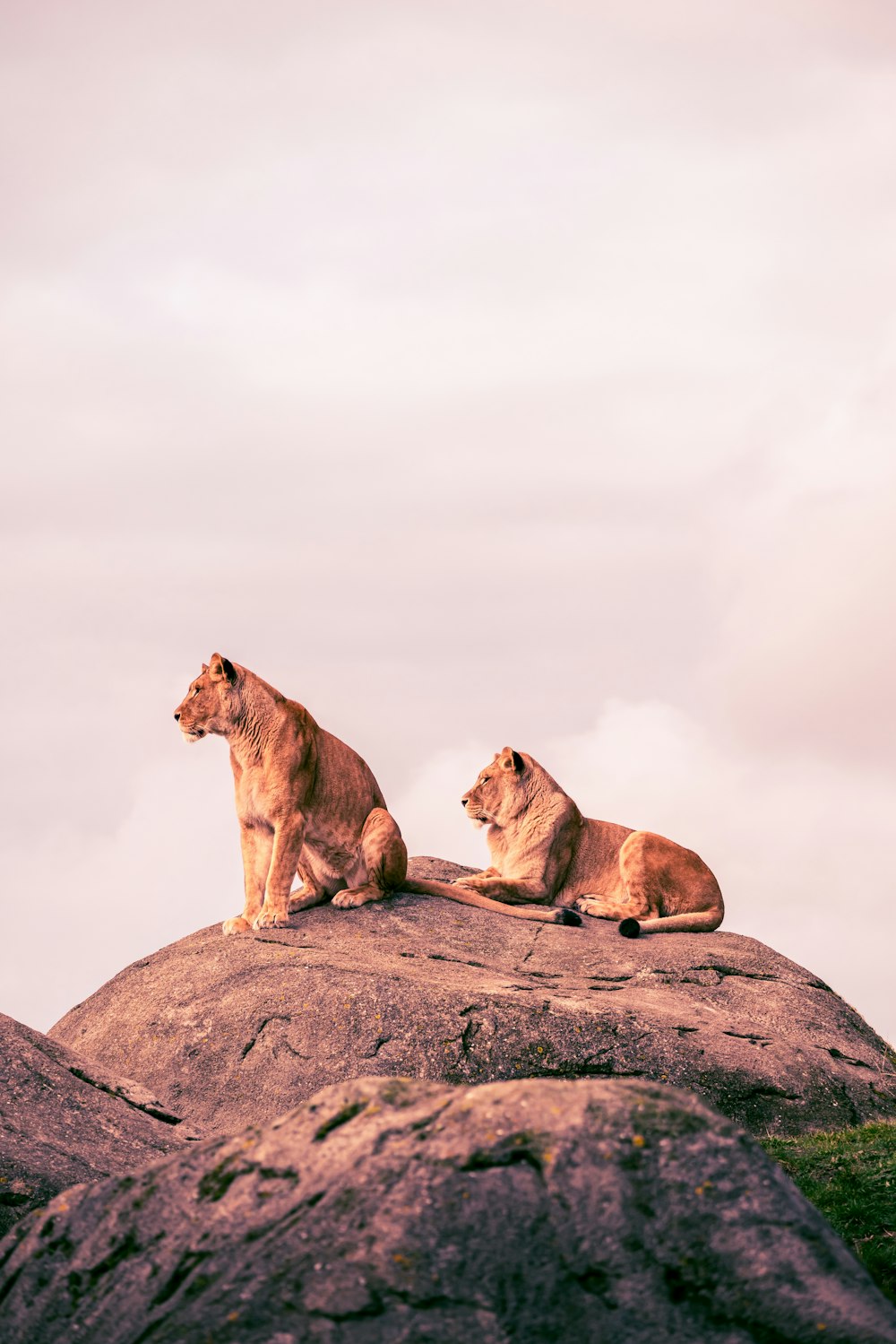 two lions sitting on top of a large rock