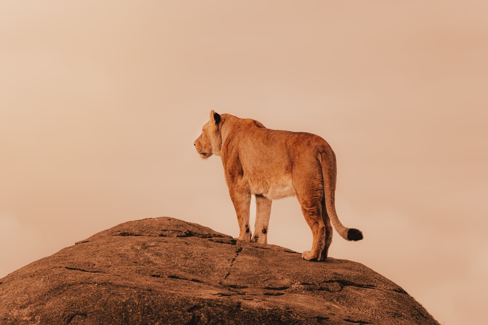 a lion standing on top of a large rock