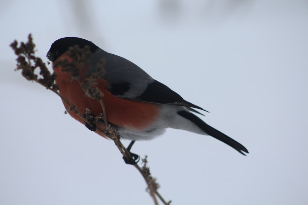 a small bird perched on top of a tree branch