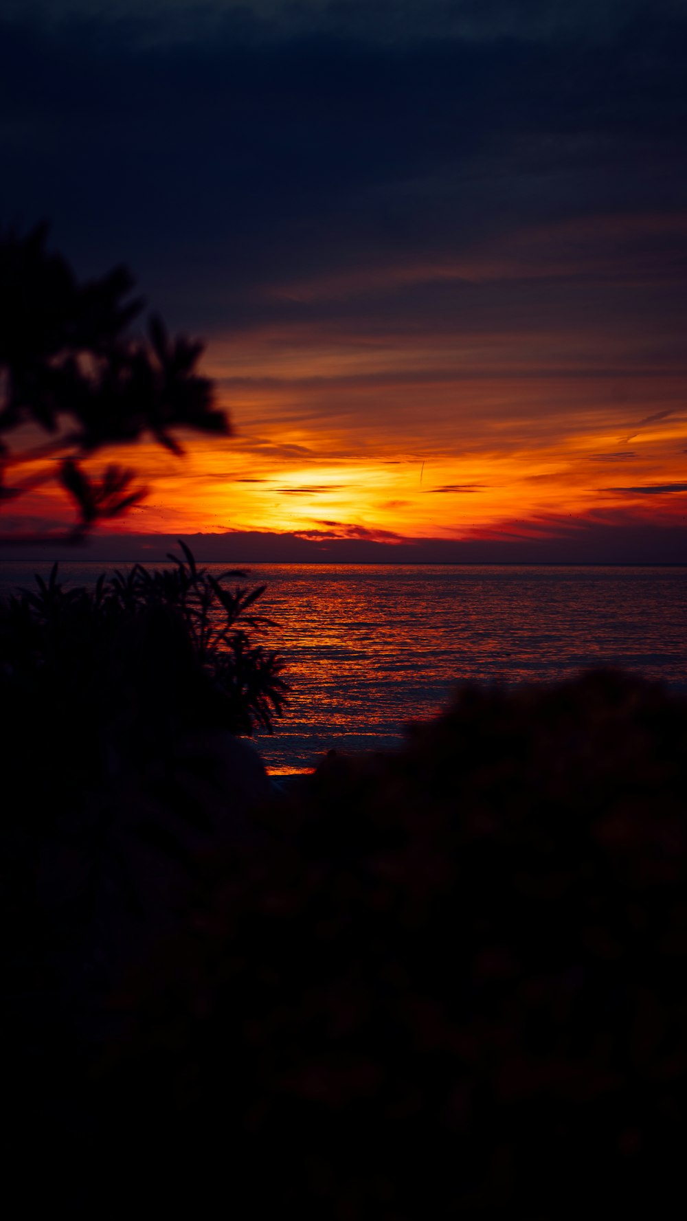 the sun is setting over the ocean with a tree in the foreground