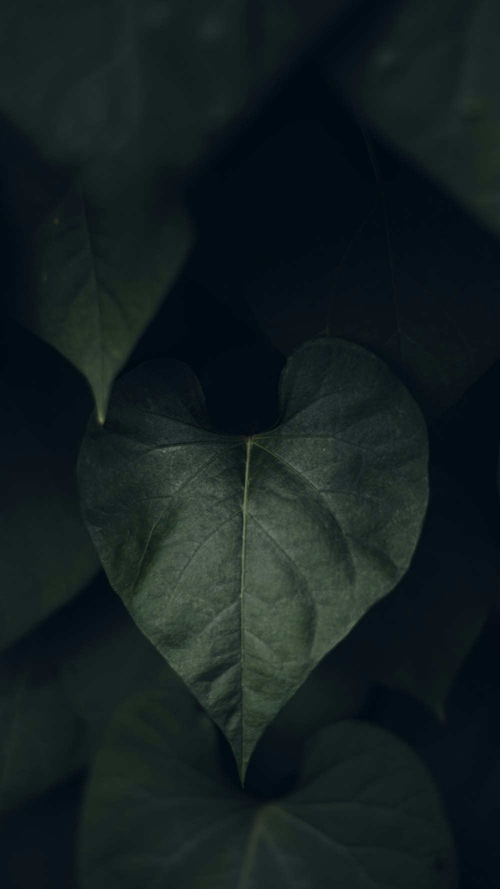 a heart shaped leaf in the middle of a plant