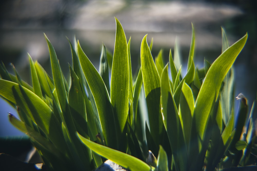 a close up of a plant with green leaves