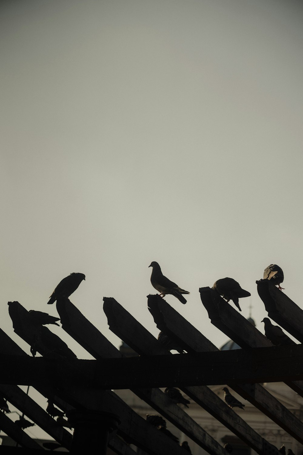 a flock of birds sitting on top of a wooden fence