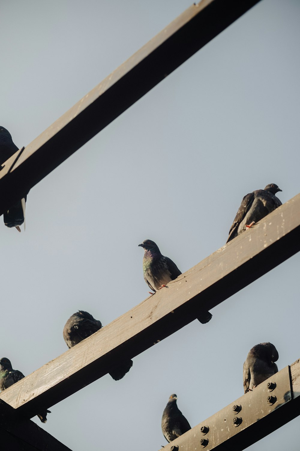 a flock of birds sitting on top of a wooden structure