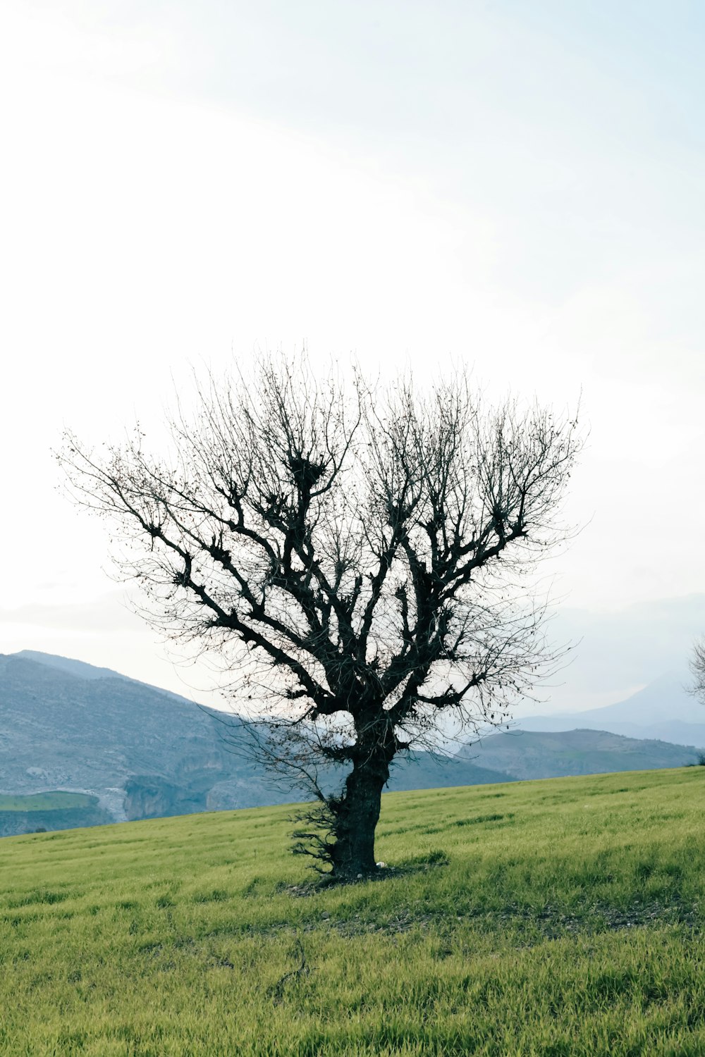 산을 배경으로 한 들판의 외로운 나무