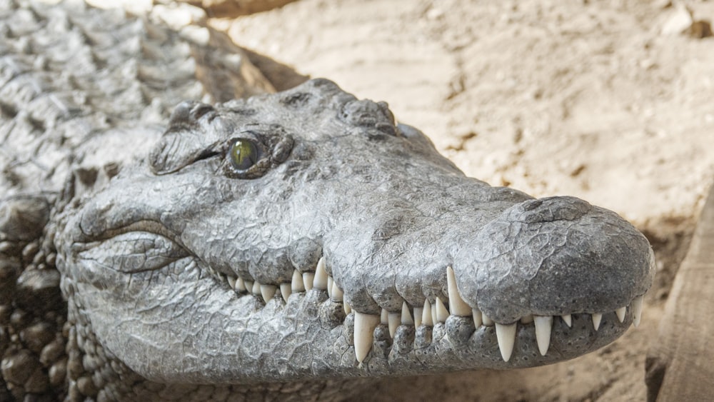 a close up of a statue of a crocodile