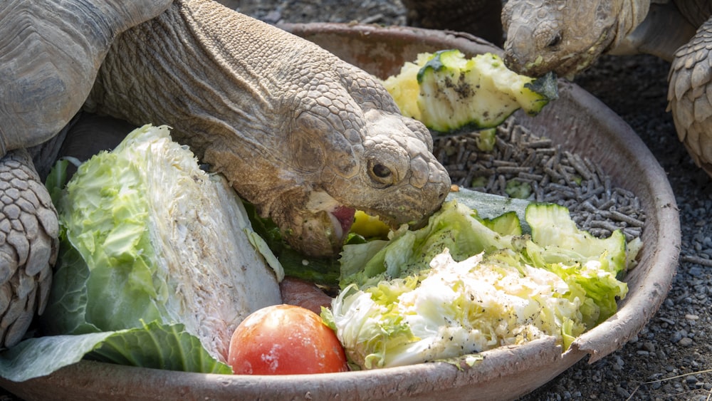 a tortoise eating lettuce and tomatoes in a bowl