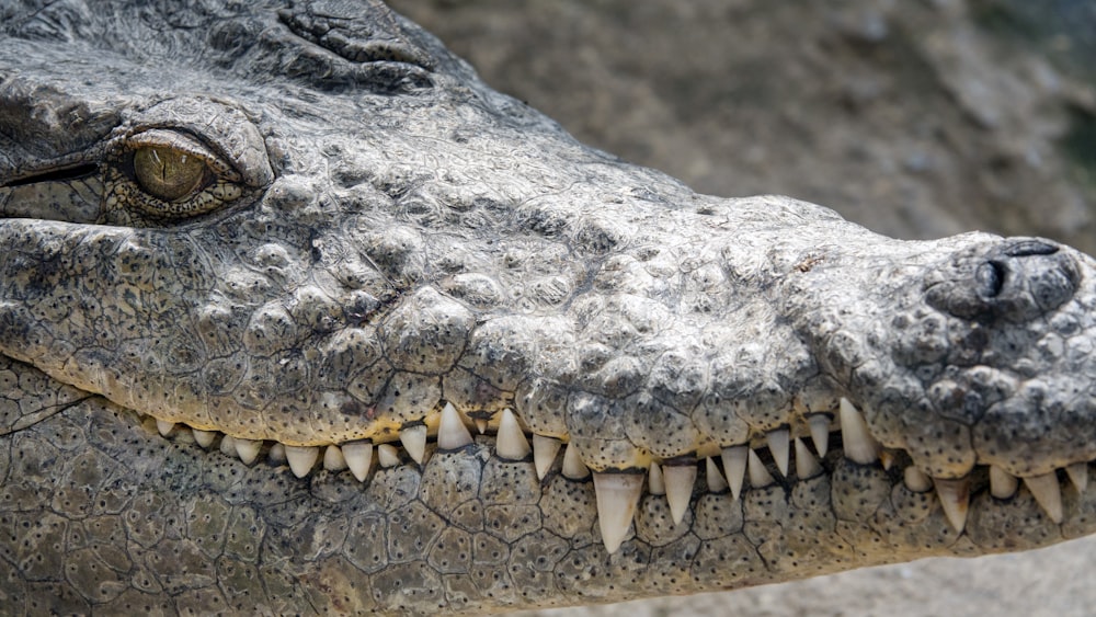 a close up of a crocodile's head with teeth