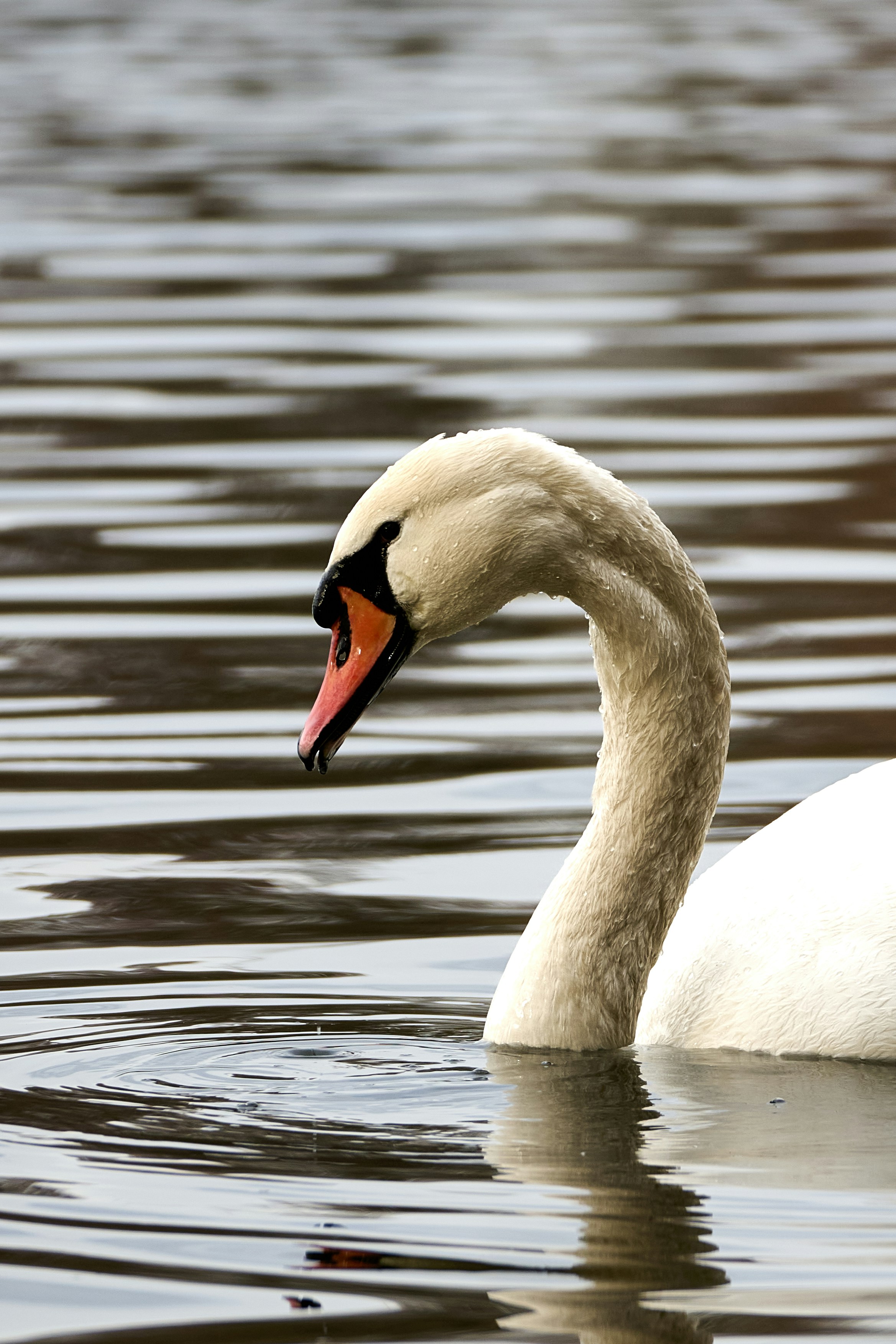 Photo by stefanschwinghammer