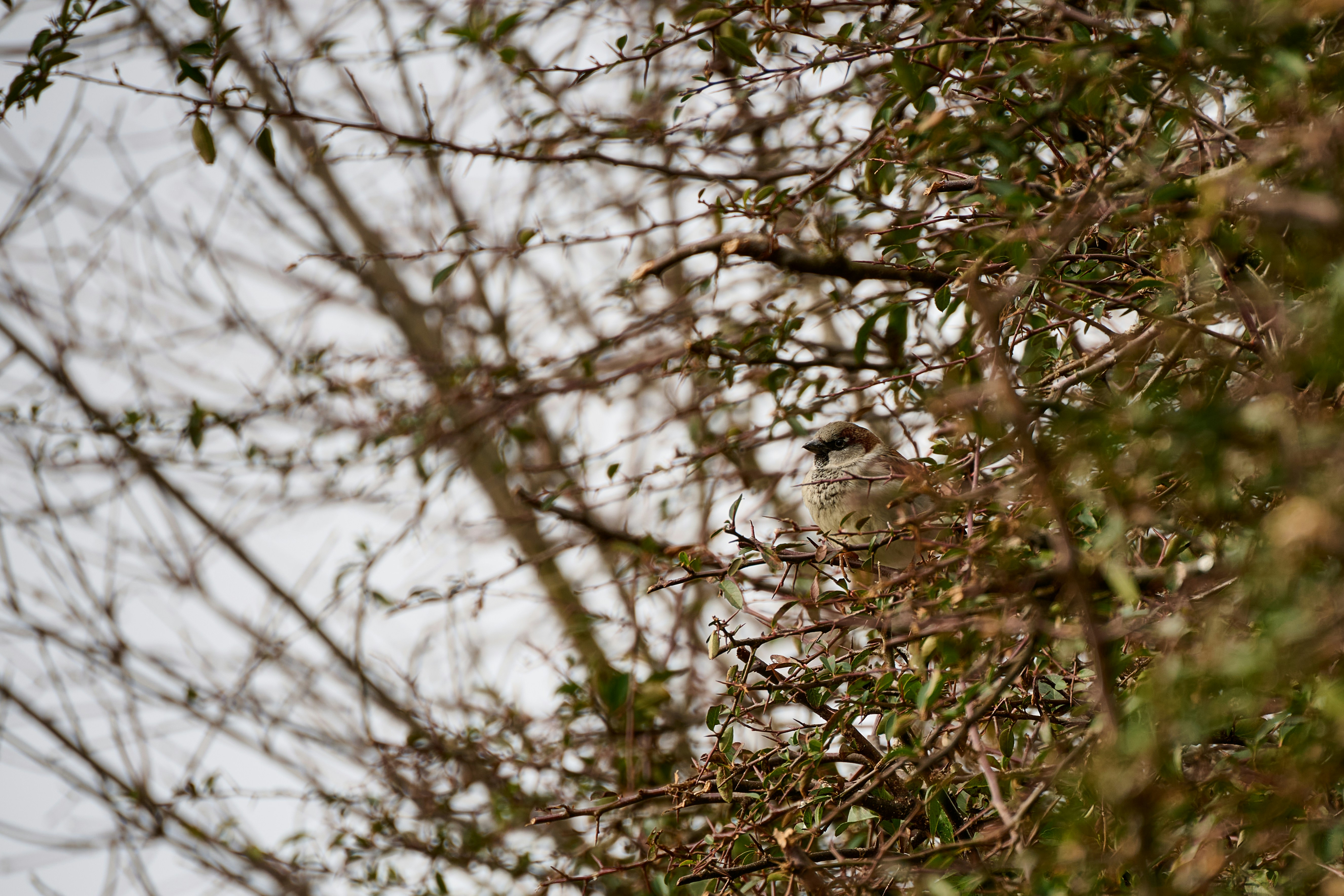 Photo by stefanschwinghammer