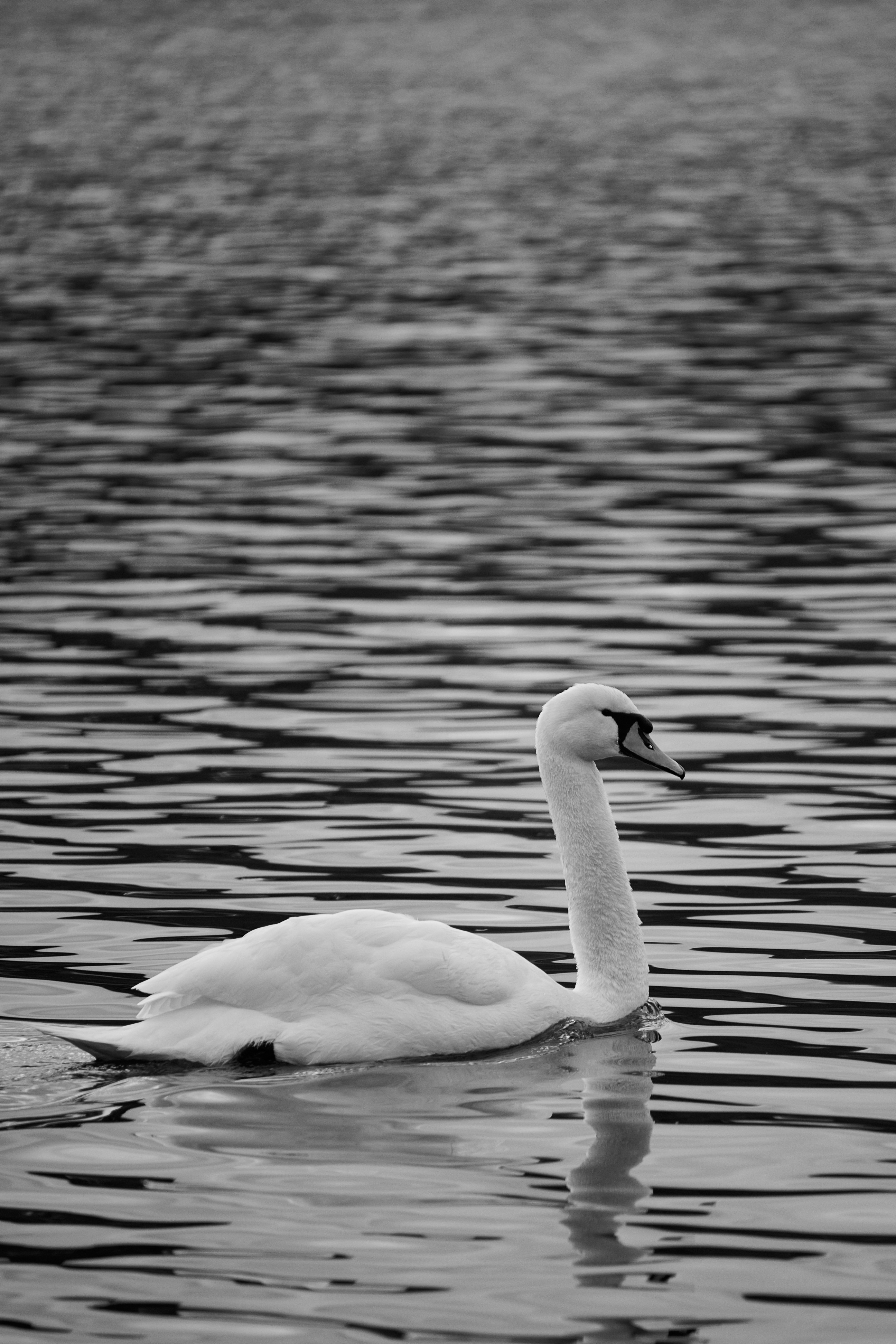 Photo by stefanschwinghammer