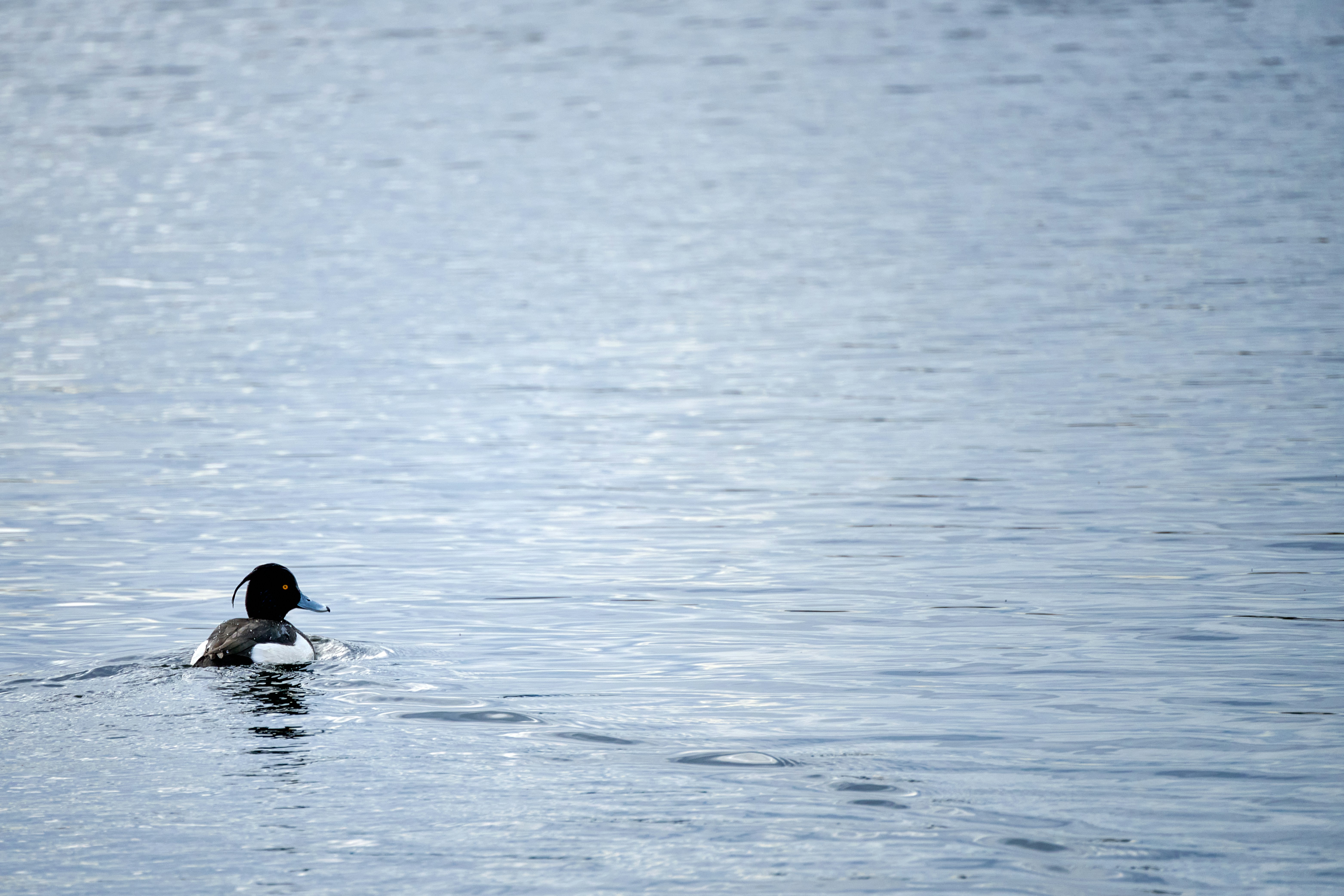 Photo by stefanschwinghammer