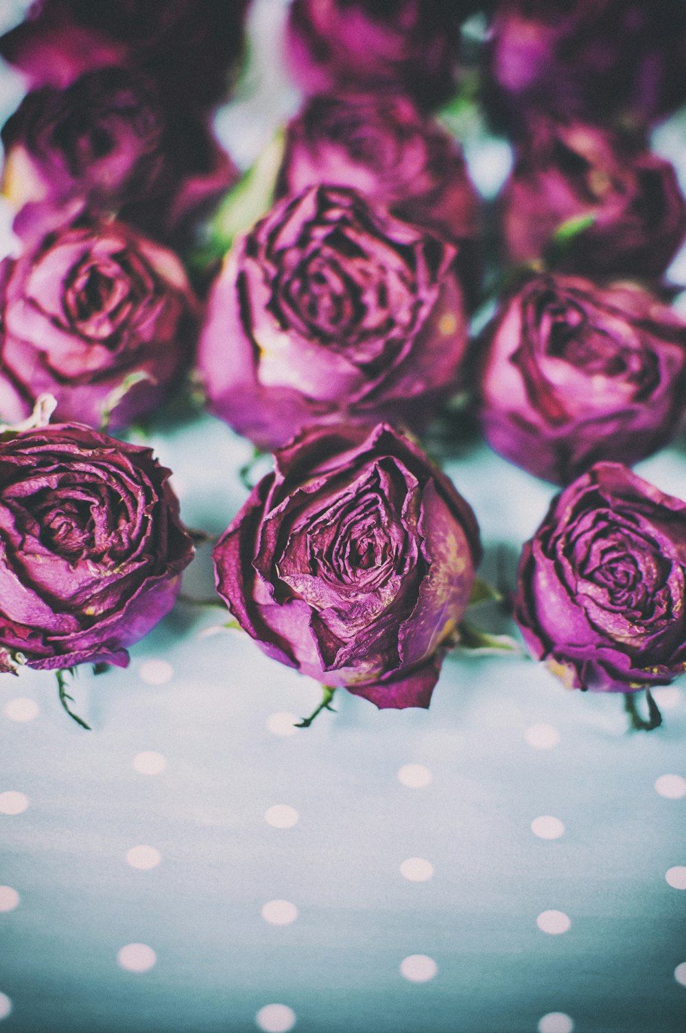 a bunch of purple roses sitting on top of a table
