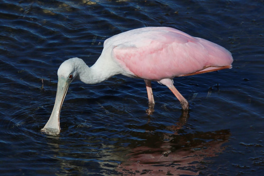 a pink and white bird with its head in the water