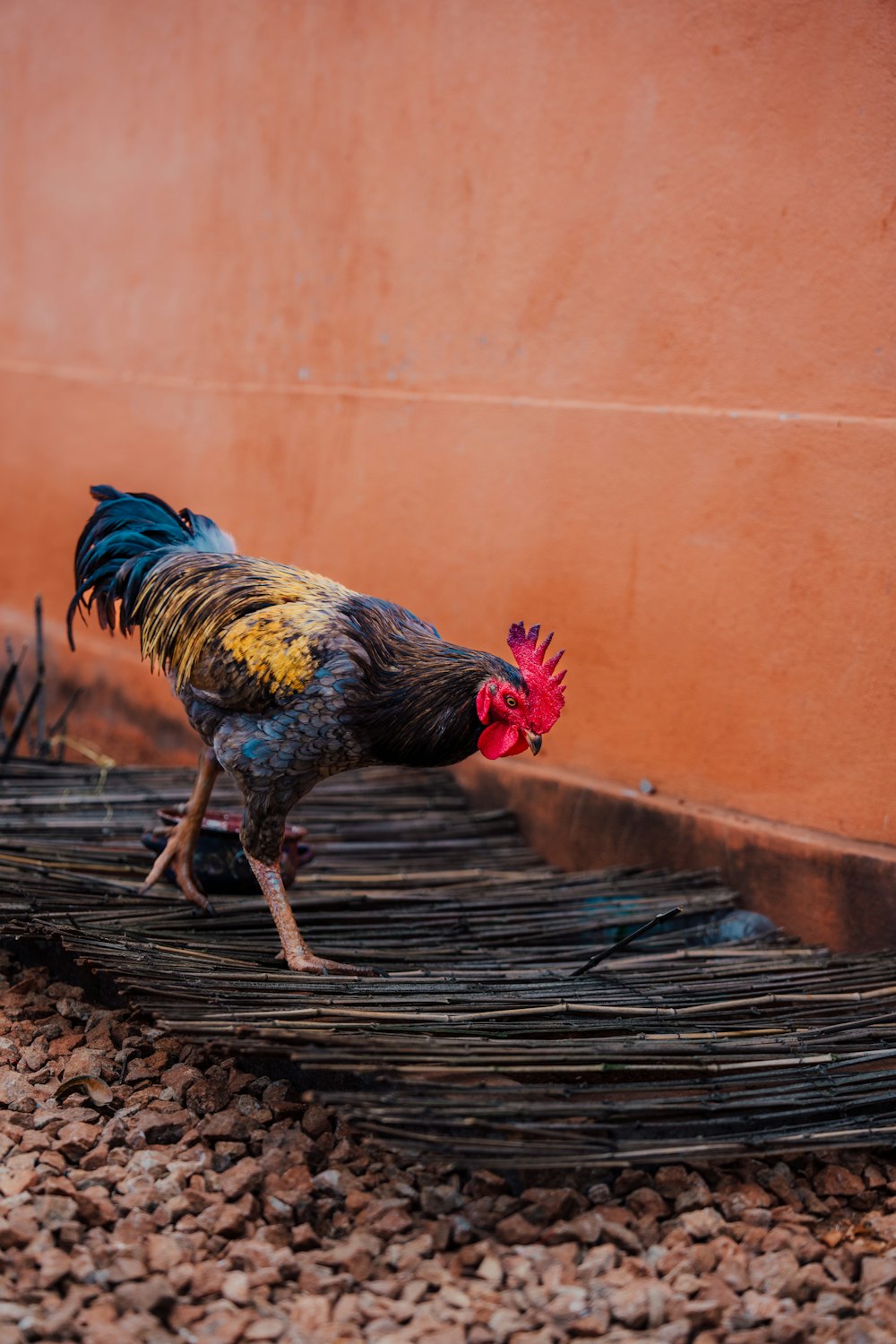 a rooster with a red and yellow comb walking around