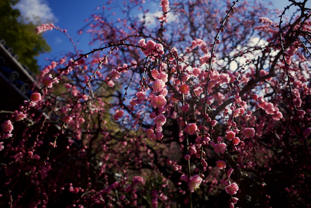 a tree with pink flowers in front of a blue sky