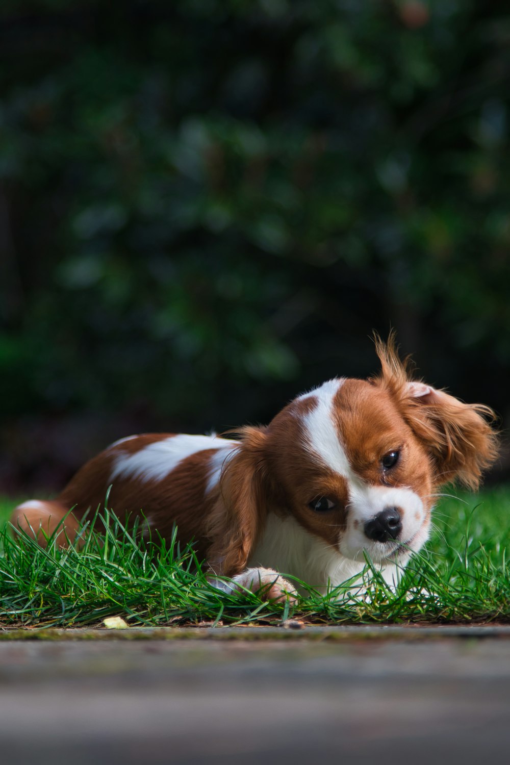 um pequeno cão marrom e branco deitado na grama