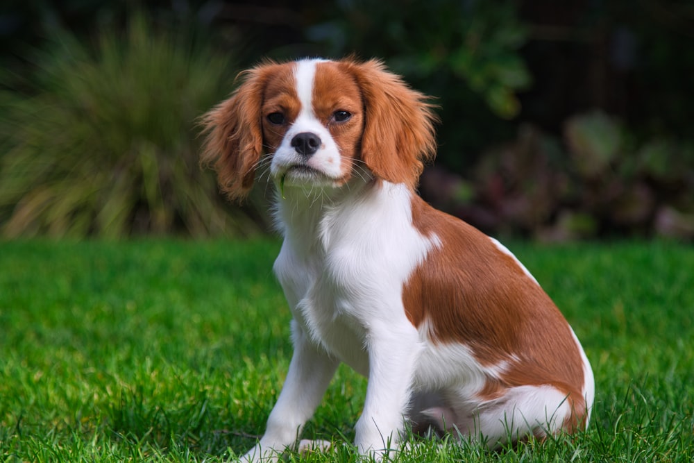 a brown and white dog sitting on top of a lush green field