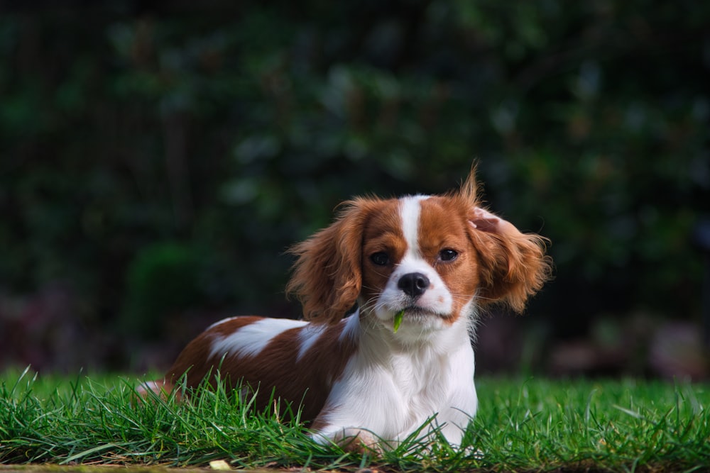 a brown and white dog laying on top of a lush green field