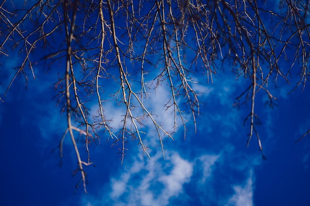 the branches of a tree against a blue sky
