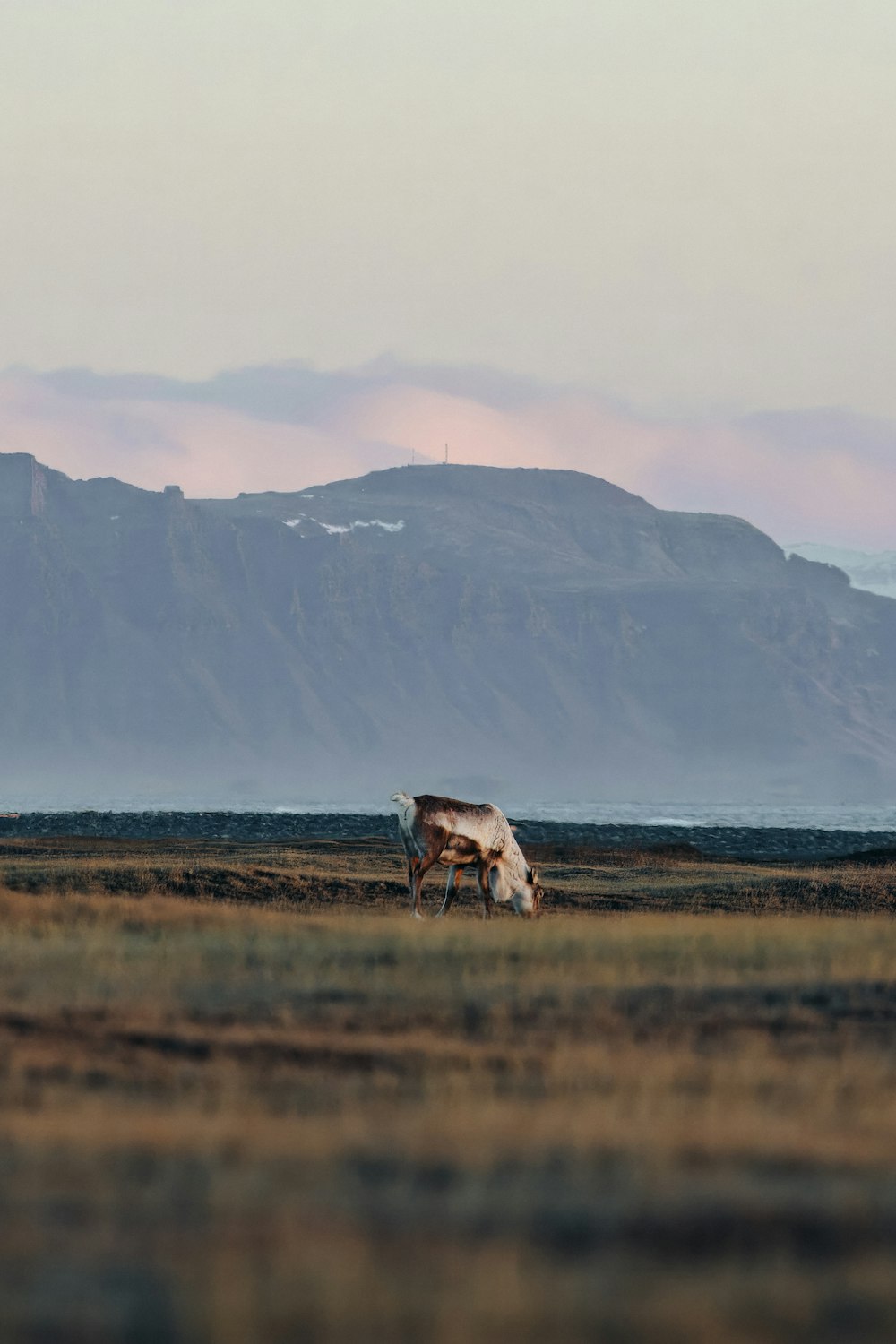 a cow grazing in a field with mountains in the background