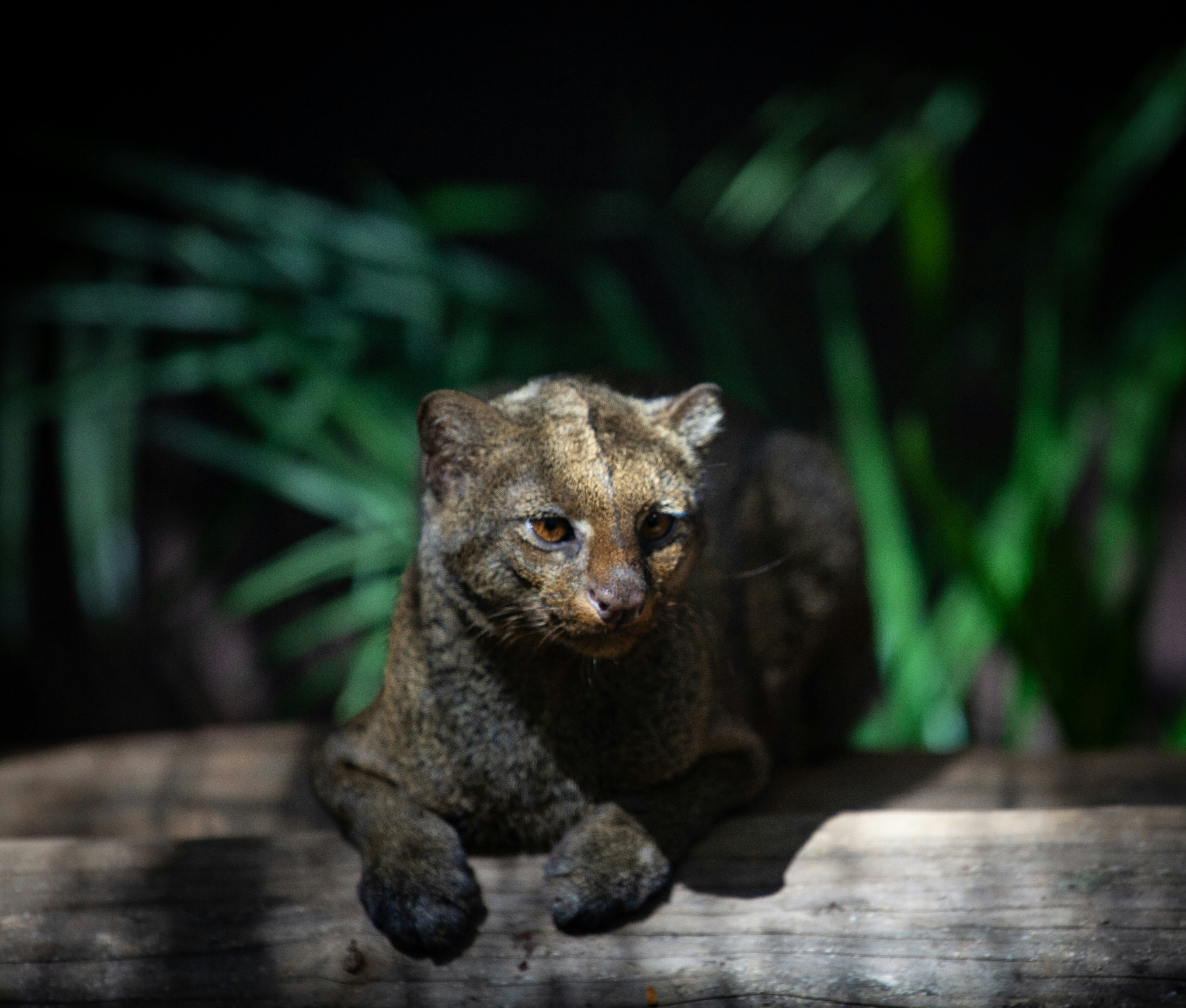 Paws in the Air: Playful Panther Cubs (image credits: unsplash)