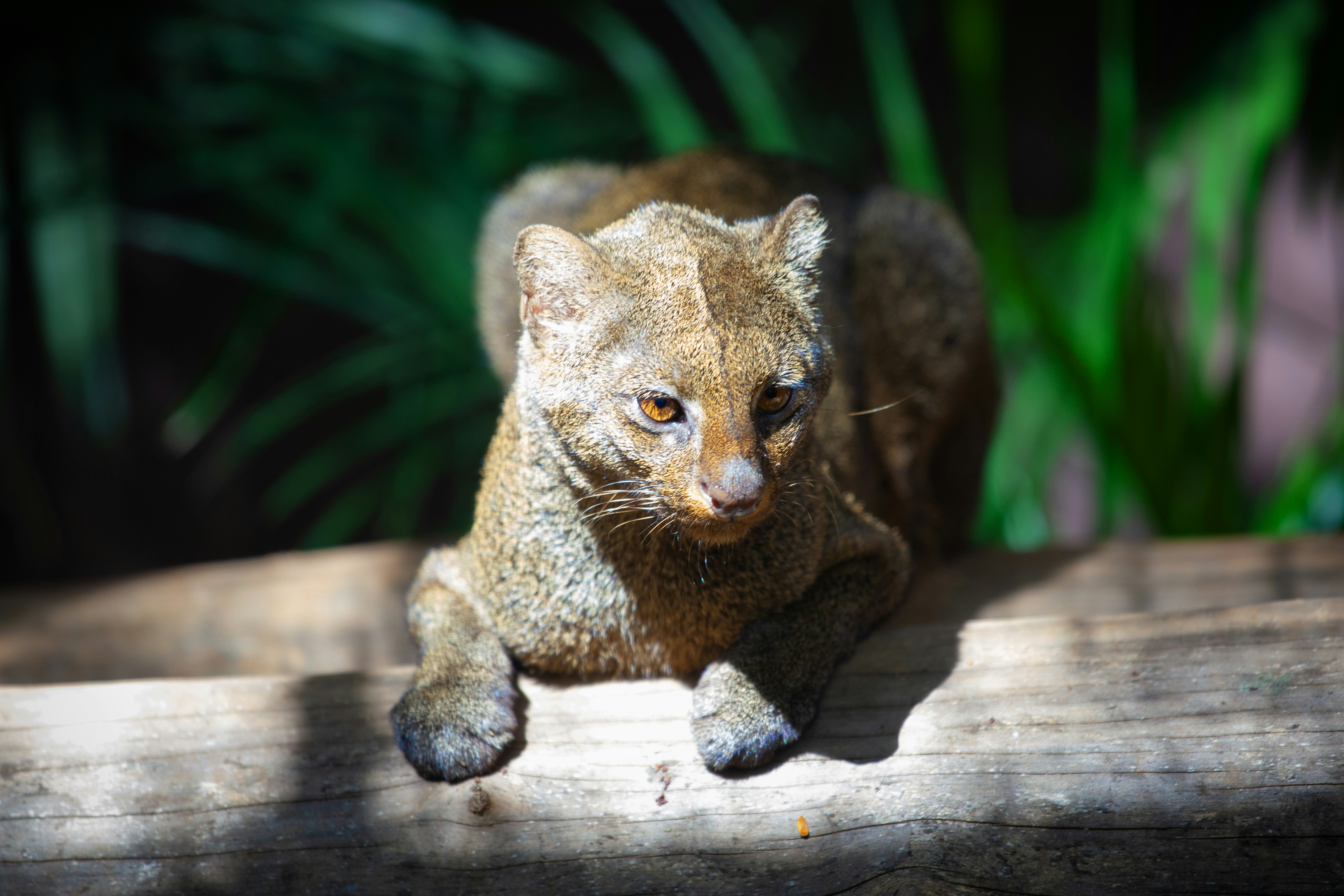 a close up of a small animal on a log