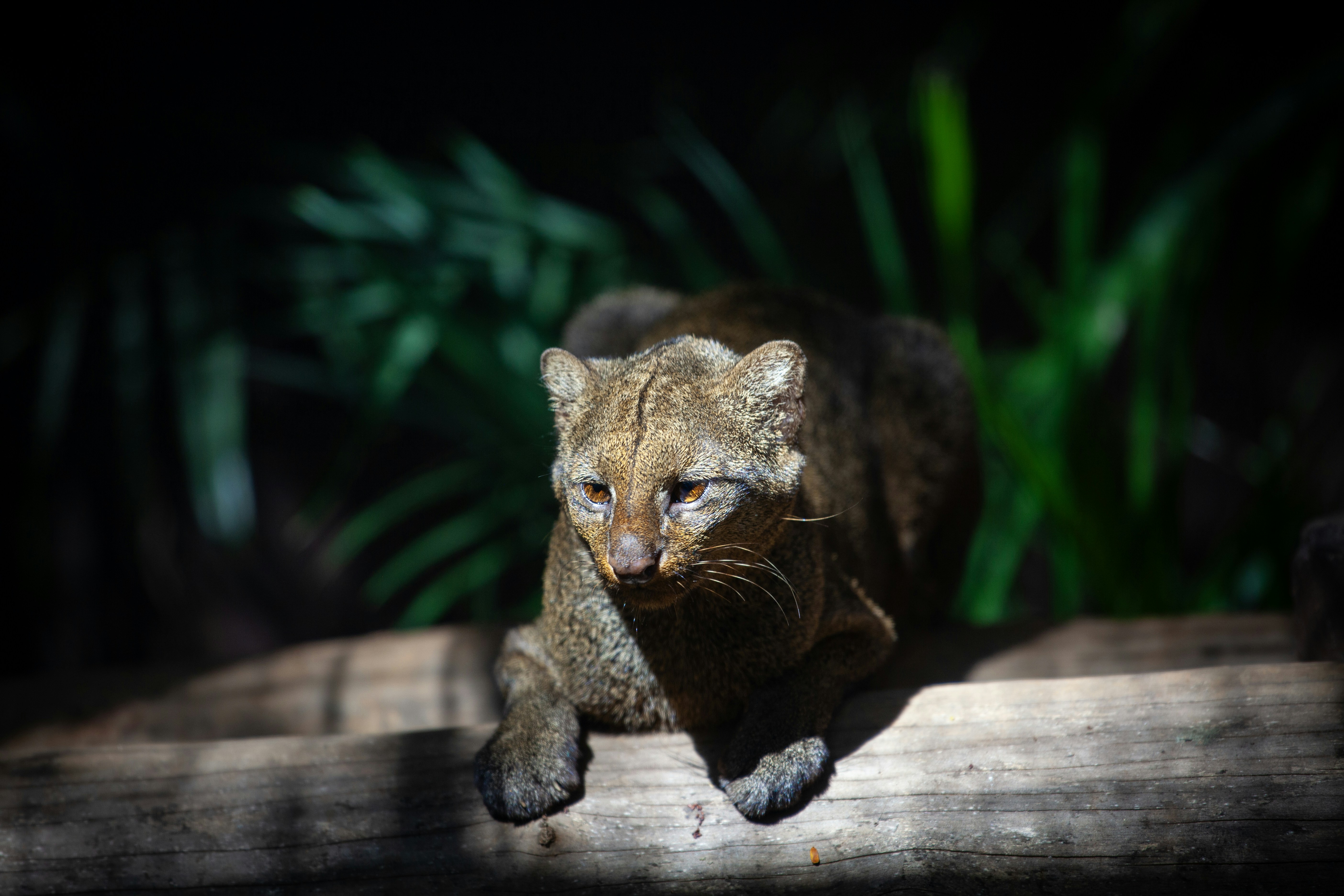 a close up of a cat on a log