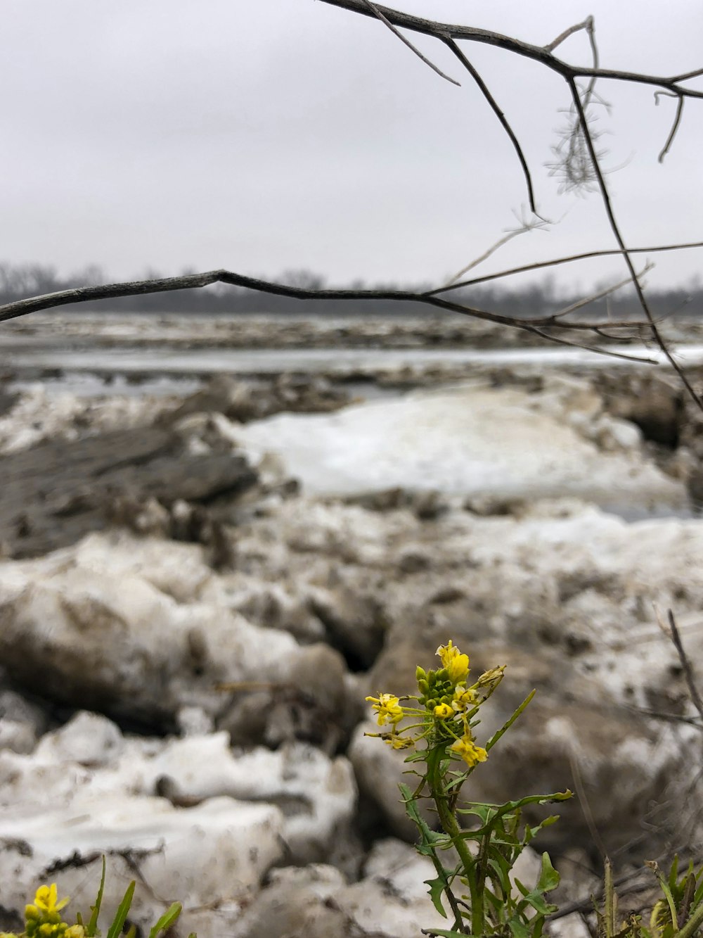 a yellow flower sitting on top of a rock covered ground