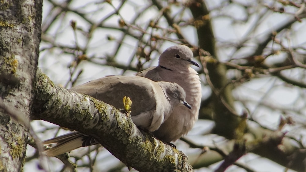 a bird is perched on a tree branch