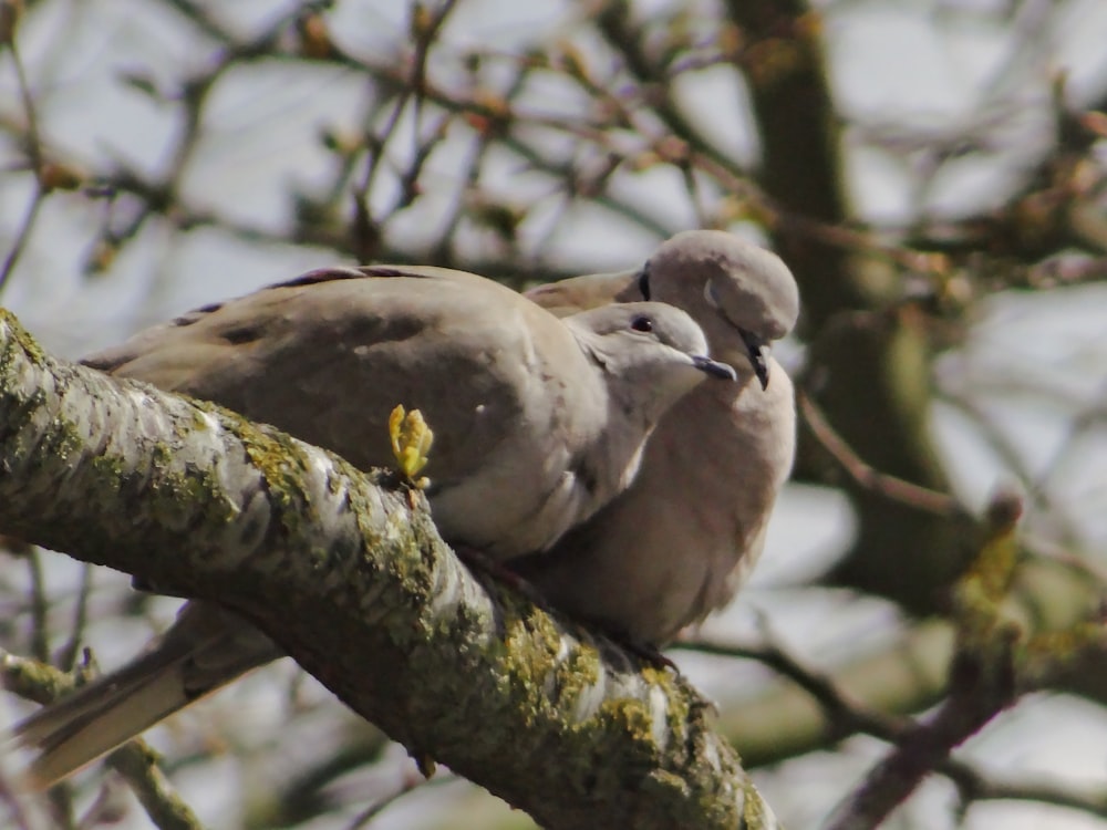 a couple of birds sitting on top of a tree branch