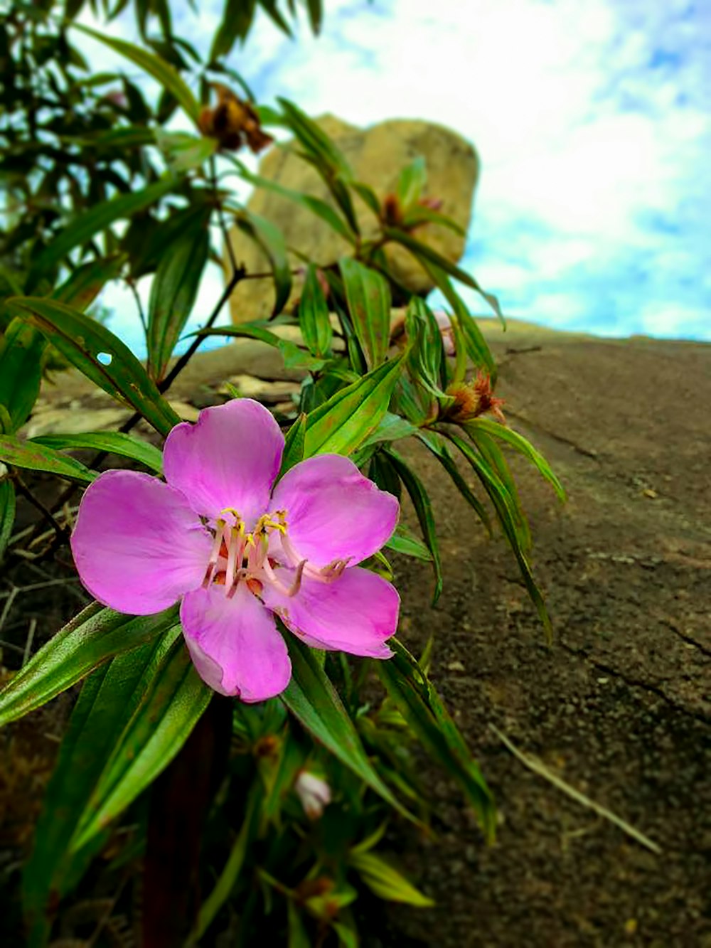 uma flor rosa sentada no topo de um campo verde exuberante