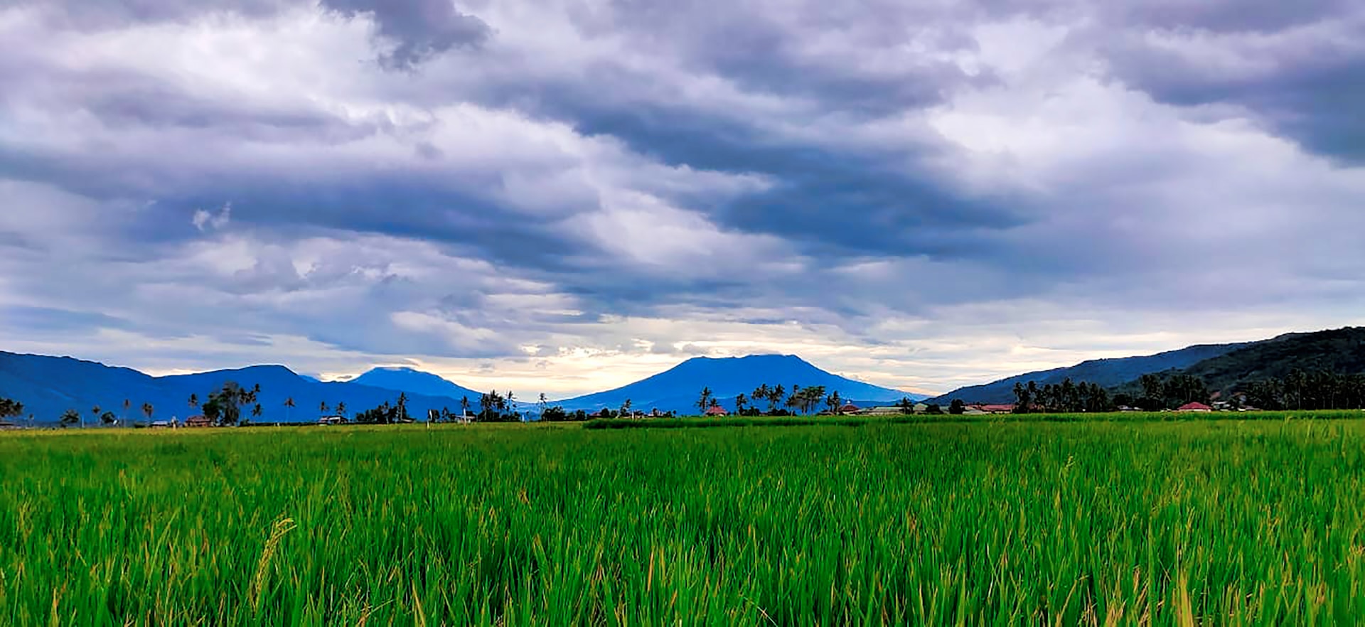 a lush green field with mountains in the background