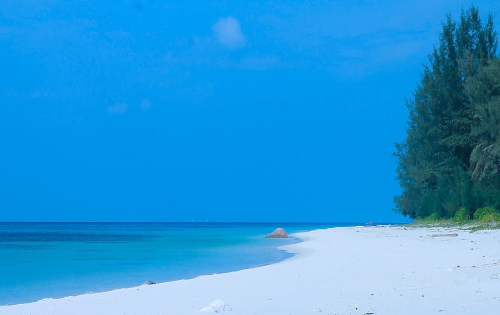 a white sandy beach with trees and blue water