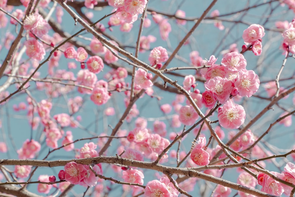 pink flowers are blooming on the branches of a tree