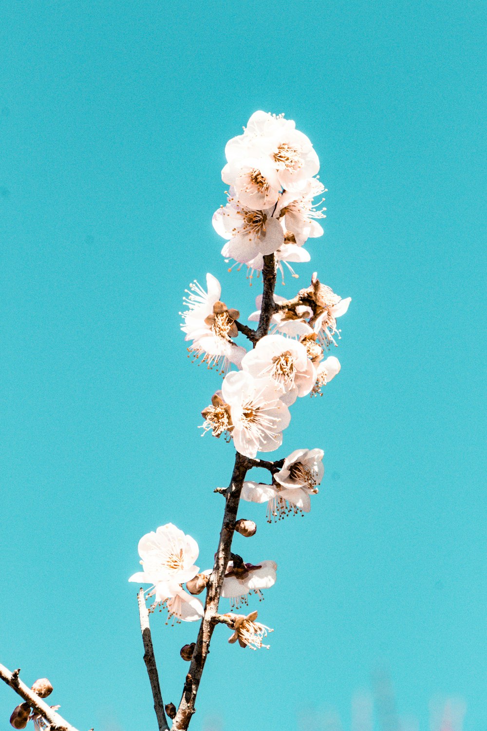 a branch with white flowers against a blue sky