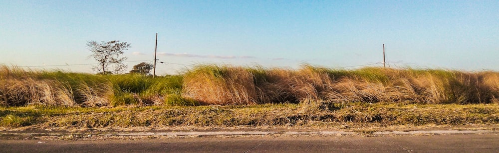 a field of grass next to a road