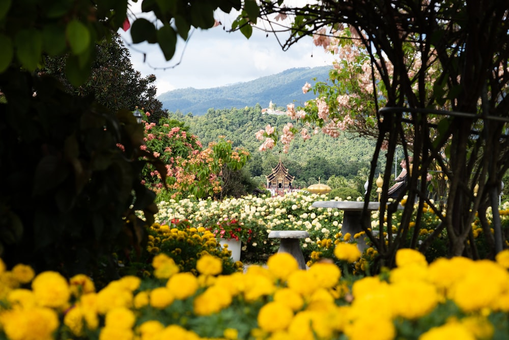 a bench surrounded by yellow flowers and trees