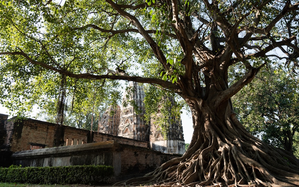 a large tree with very large roots in front of a building