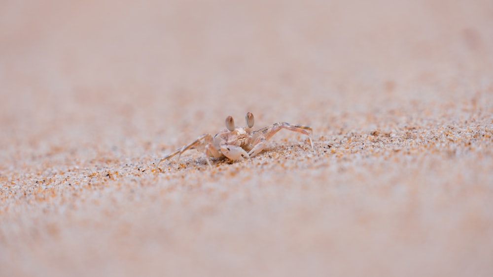 a close up of a spider on a sandy surface